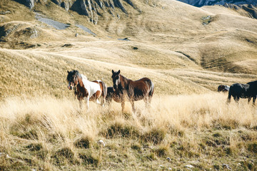Horses graze in a field or hilly area.