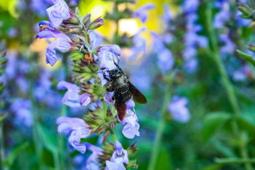 Bee sucking flower in the field al Seville