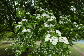 Fototapeta na wymiar Branch of blossoming Crataegus monogyna tree in May