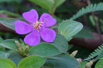 Obraz premium Melastoma malabathricum. Purple wild flower 