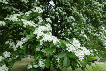 Crown of blossoming Crataegus monogyna tree in May