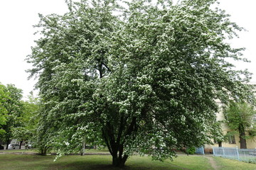Tree of Crataegus monogyna in full bloom in May