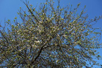 Apple tree branches bloom in a fantastic spring