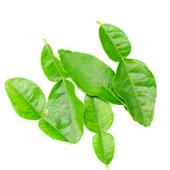 Macro Bergamot leaf isolated on white background. Clipping path.