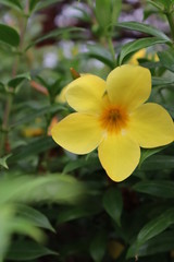 Fototapeta na wymiar yellow frangipani flower