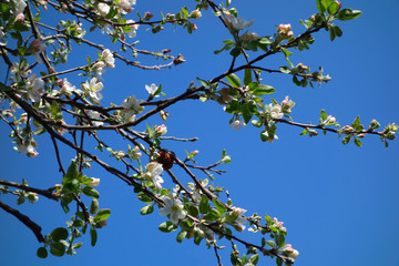 Flowering apple branches, freshness and color in early spring
