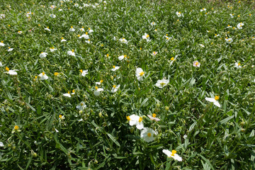 Flowers in the leafage of Helianthemum apenninum in mid May
