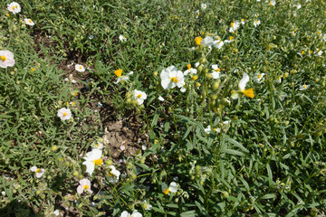 Helianthemum apenninum with white flowers in mid May