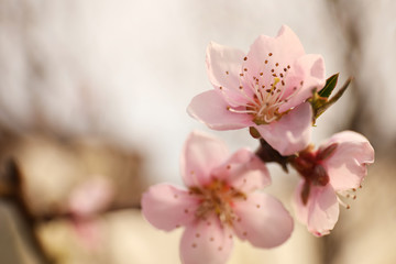Obraz premium Closeup view of blossoming tree outdoors on spring day