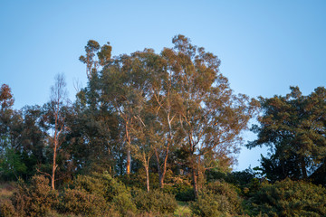 autumn trees in the forest