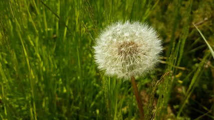 Fototapeta premium Dandaline explosion