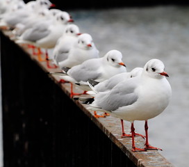 möve, bird, gull, tier, meer, natur, weiß, wild lebende tiere, wasser, schnabel, bird, ozean, beach, feather, flügel, aufrecht, wild, fliege, küste, möve, gull, meeresvogel, himmel, flügel