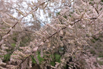 Lots of pink flowers of Tamarix ramosissima in mid May