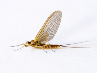 Eintagsfliege