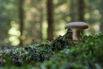 Brown Roll Rim, Poison Pax or Common Roll Rim (Paxillus involutus) poisonous mushroom