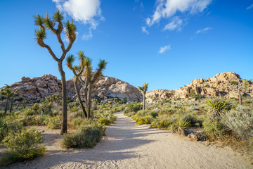 hiking the barker dam nature trail in joshua tree national park, california, usa