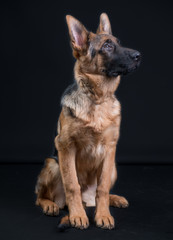 Portrait of a German Shepherd, 3 years old, sit in full body, in front of black background, copy-space