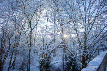 Snow covered trees
