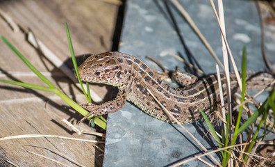 nimble lizard, basking in the sun, living in Russia, female