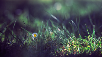 Single flower daisy de Oxeye en el campo al amanecer