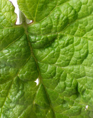 Green plantain (plantago) leaf Isolated  macro