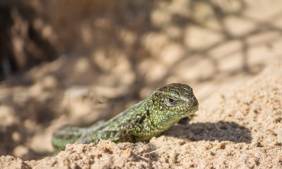 Naklejka na ściany i meble a nimble lizard on the sand that lives in Russia, the male is not far from his burrow