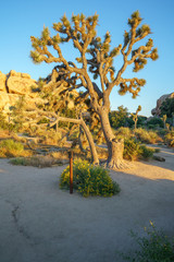 hiking the barker dam nature trail in joshua tree national park, california, usa