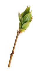 Plant branch with buds and small leaves isolated on white background