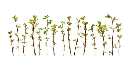 Plant branches with buds and small leaves isolated on white background