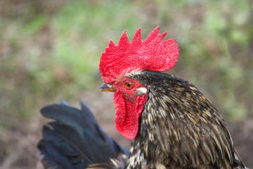 a cautious rooster looks into the frame, a close-up on a village farm
