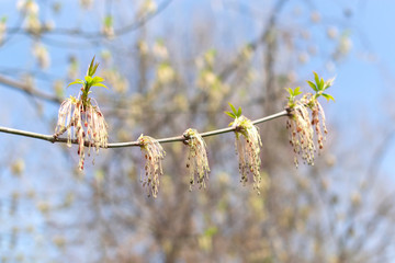 Young branch of maple in spring against the blue sky. Younger greener leaves on a branch.
