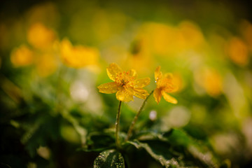 yellow flowers in morning Ross