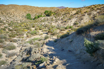 hiking the lost palms oasis trail in joshua tree national park, california, usa