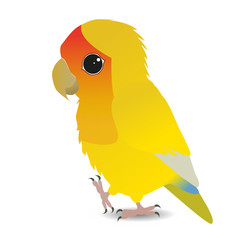 A vector illustration of a cute yellow peach faced lovebird