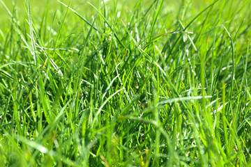 Lush green grass outdoors on sunny day, closeup