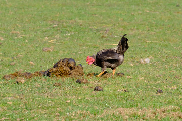Close-up of black rooster crowing, the cock pecks in a lump of shit, selective focus. grass background