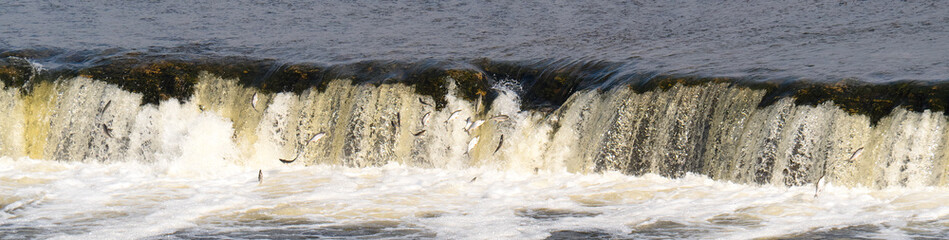 Fish goes to spawn. The famous waterfall on the Venta River in Kuldiga (Latvia) Rumba.