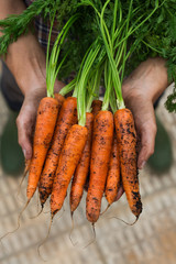 Young man, farmer worker hands with homegrown harvest of carrots