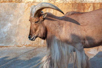 Portrait of Barbary Sheep Animal