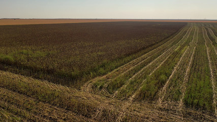 Fototapeta na wymiar Aerial drone photograph showing severe drought conditions affecting the sunflower crop fields