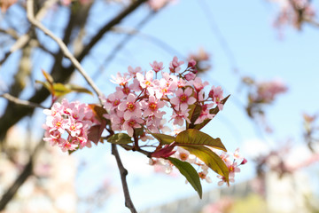 Closeup view of bird cherry tree with beautiful blossom outdoors