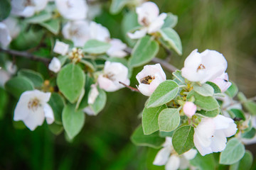 
bee collects honey on a flowering tree