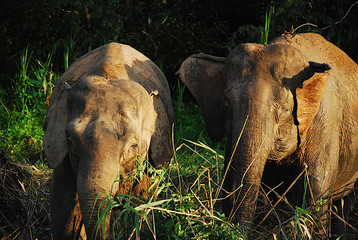 Para słoni