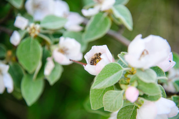 
bee collects honey on a flowering tree