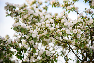 
blooming wild pear