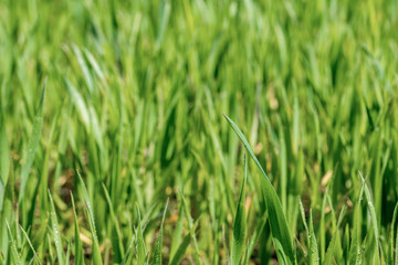 Green field with Beautiful juicy young spring summer green gras.Wheat field