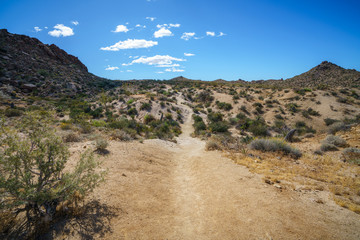 hiking the lost palms oasis trail in joshua tree national park, california, usa