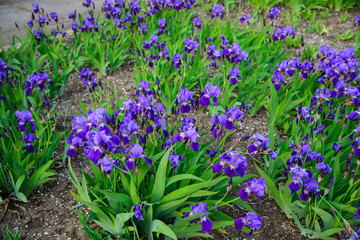 
purple iris