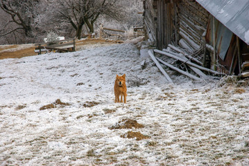 Fototapeta premium Concept of connection with adorable natural animals