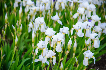 
white iris flower